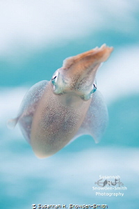 "Dreamy Squid" - Squid near the surface with the sky and ... by Susannah H. Snowden-Smith 